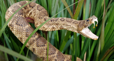 snake-bite1.jpg